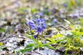 Blue primroses in the spring forest. Fragile spring flowers close-up Royalty Free Stock Photo