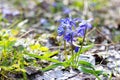 Blue primroses in the spring forest. Fragile spring flowers close-up Royalty Free Stock Photo