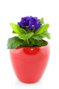 Blue Primula Royalty Free Stock Photo