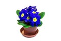 Blue primula flower in the flower pot