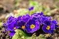 Blue primula flowers macro closeup