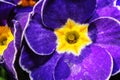 Blue primula flowers macro closeup