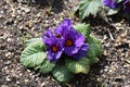 Blue primula in Hyde Hall