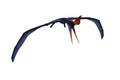 Blue Pteranodon in flight looking down for food. 3D illustration isolated on white with clipping path