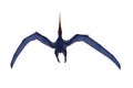 Blue Pteranodon in flight viewed from above. 3D illustration isolated on white with clipping path