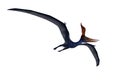 Blue Pteranodon in flight viewed from below. 3D illustration isolated on white with clipping path