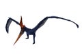 Blue Pteranodon with orange crest landing on ground. 3D illustration isolated on white with clipping path