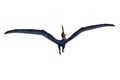 Blue Pteranodon standing with wings spread and mouth open. 3D illustration isolated on white with clipping path