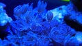 Blue Pulsing Xenia Soft Coral Underwater