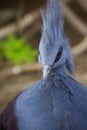 Blue (punk) pigeon