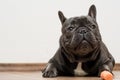 Blue purebreed french buldog Royalty Free Stock Photo