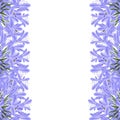 Blue Purple Agapanthus Border - Lily of the Nile, African Lily. Vector Illustration. isolated on White Background Royalty Free Stock Photo