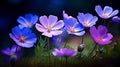 Blue and purple anemone flowers in full bloom on dark background