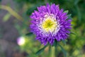 Blue-purple aster flower, close-up. Bright purple aster flower with a white middle in the morning sun. Royalty Free Stock Photo