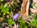 Blue-purple Bellflower, Campanula, flower with bokeh background, close-up, selective focus, shallow DOF Royalty Free Stock Photo