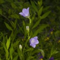 Blue-purple Bellflower, Campanula, flowers with bokeh background, close-up, selective focus, shallow DOF Royalty Free Stock Photo