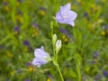 Blue-purple Bellflower, Campanula, flowers with bokeh background, close-up, selective focus, shallow DOF Royalty Free Stock Photo
