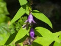 Blue-purple Bellflower, Campanula, flowers with bokeh background, close-up, selective focus, shallow DOF Royalty Free Stock Photo