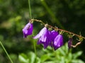 Blue-purple Bellflower, Campanula, flowers with bokeh background, close-up, selective focus, shallow DOF Royalty Free Stock Photo