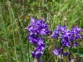 Blue-purple Bellflower, Campanula, flowers with bokeh background, close-up, selective focus, shallow DOF Royalty Free Stock Photo