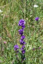 Blue-purple Bellflower, Campanula, flowers with bokeh background, close-up, selective focus, shallow DOF Royalty Free Stock Photo