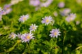 blue and purple blanda charmer anemone, blooming spring flowers in botanical garden Royalty Free Stock Photo