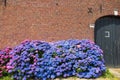 Blue and purple blooming hortensia flowers against red brick wall of old dutch farm house - Netherlands, Venlo Royalty Free Stock Photo