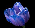 Blue-purple bloming Tulip flower on black background, beautiful petals. Close-up. Royalty Free Stock Photo