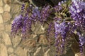 Blue purple blooming Wisteria sinensis bush is climbing wild stones masonry wall in morning sunlight close up Royalty Free Stock Photo