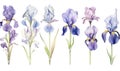 Floral summer flora flowers illustration background drawing nature spring purple plant iris watercolor blossom Royalty Free Stock Photo