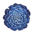 Blue purple cactus succulent plant leaves pattern of Echeveria that forms rosettes of upcurving leaves with crinkly edges isolated