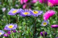 Blue purple Callistephus flower with a large yellow core. Autumn flower aster daisy blossom with pink petals, pollination of