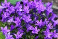 Campanula of walls or bellflower flower is a perennial