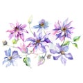 Blue purple clematis bouquet floral botanical flowers. Watercolor background set. Isolated bouquet illustration element. Royalty Free Stock Photo