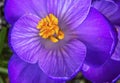 Blue Purple Crocus Blossom Blooming Macro Washington Royalty Free Stock Photo