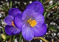 Blue Purple Crocus Blossom Blooming Macro Washington Royalty Free Stock Photo