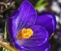 Blue Purple Crocus Blossom Blooming Macro Washington Royalty Free Stock Photo