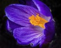 Blue Purple Crocus Blossom Blooming Macro Washington Royalty Free Stock Photo