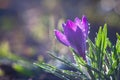 Blue-purple crocus in water drops