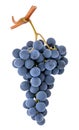 Blue purple dark wine grape bunch isolated on white background as detail for packaging design Royalty Free Stock Photo