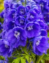 Blue Purple Delphinium Larkspur Blossom Blooming