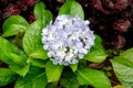 Blue Purple Enchantress Hydrangea Flower Blooming with Ruby Blue Black Flowerheads. Hydrangea macrophylla. Royalty Free Stock Photo