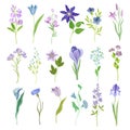 Blue and Purple Flower or Delicate Blossom on Leafy Stem Big Vector Set