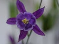 Blue purple flower with five petals , ornamental flower.