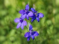 Blue purple flowers of Forking Larkspur