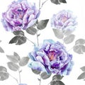 Blue and purple flowers of peony Royalty Free Stock Photo