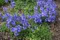 Blue and purple flowers of prostrate speedwell