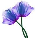 Blue and purple   flowers tulips on a white  isolated background with clipping path. Close-up. Flowers on the stem. Royalty Free Stock Photo