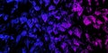 Blue and purple foliage. Royalty Free Stock Photo