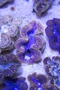 Blue purple Gold Giant Clams Royalty Free Stock Photo